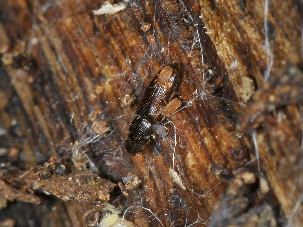 Rhizophagus bipustulatus